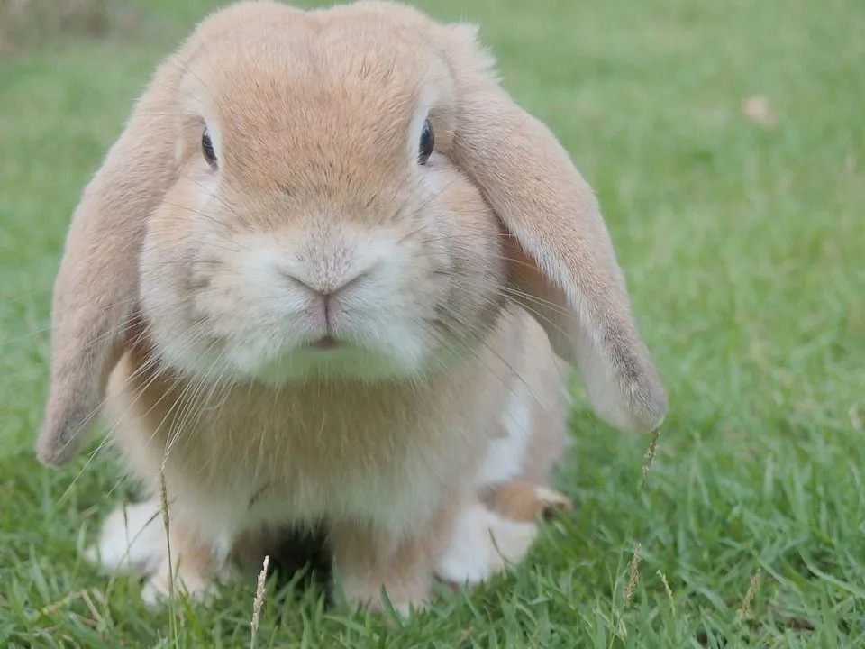 Zijn konijnen veilige huisdieren? Hier is wat u moet weten over het bezitten van een konijn