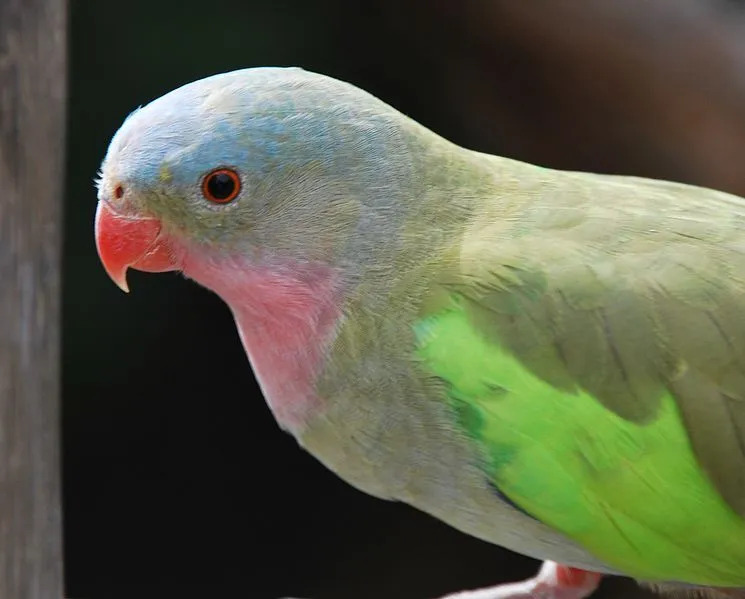 Hannfugler av denne arten har et rødt nebb mens hunnene har et blekere nebb.