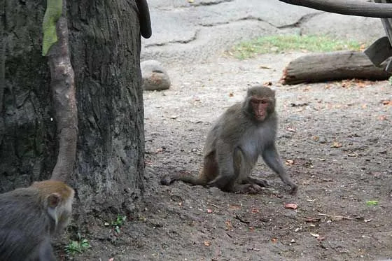 El macaco hembra de Taiwán da a luz solo después de los 4-5 años de edad.