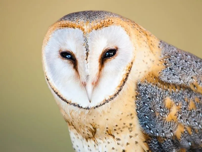 Morsomme Madagaskar Red Owl Fakta for barn