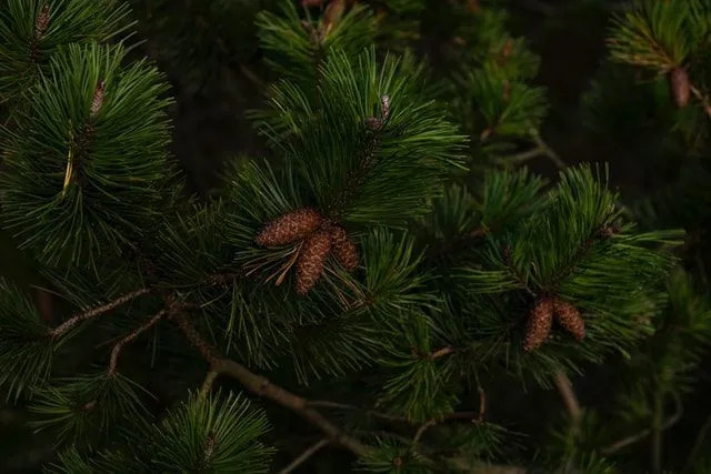 Fatos raros sobre pinheiros vermelhos que todo amante da natureza vai adorar