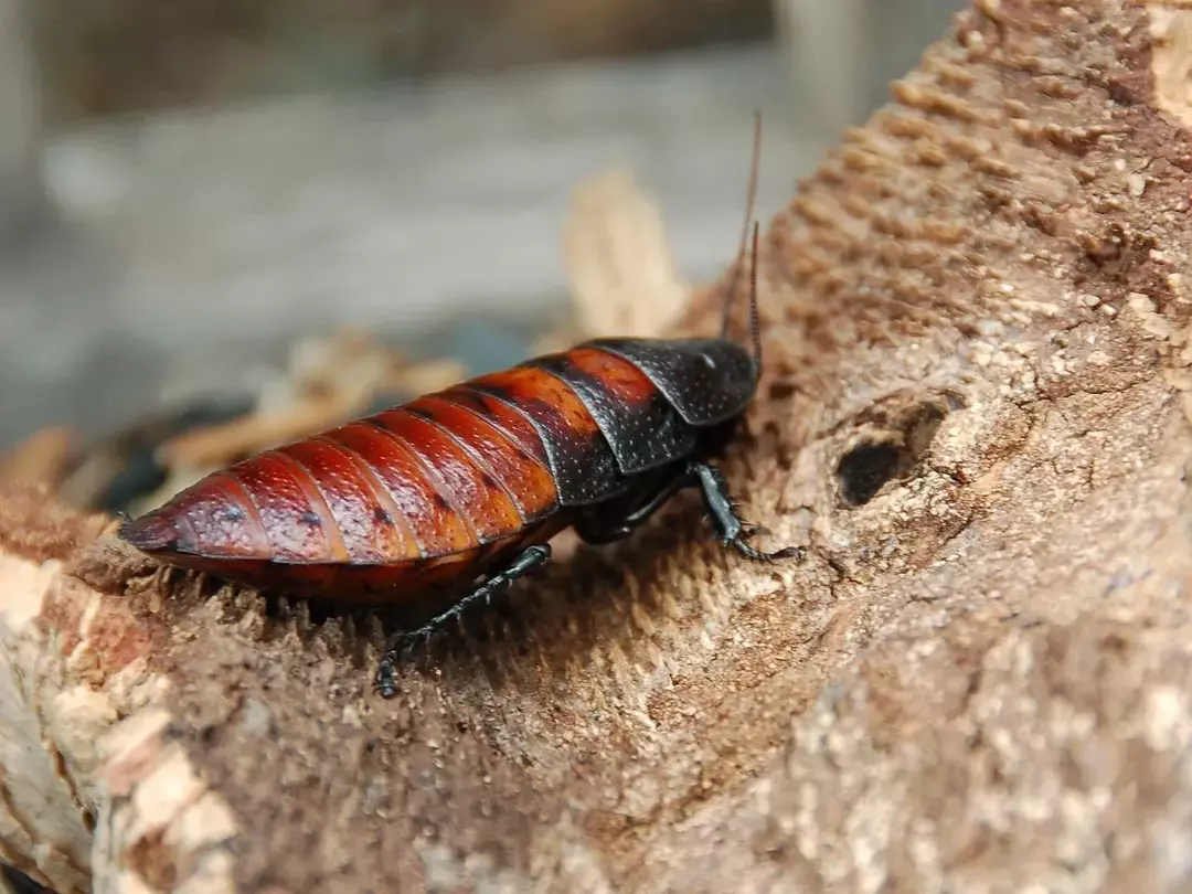 13 факта за съскащите хлебарки, които никога няма да забравите