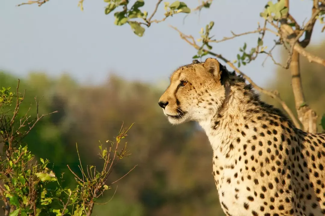 Cheetah Vs Jaguar: Perbedaan Hewan Darat Sederhana Untuk Anak-Anak!