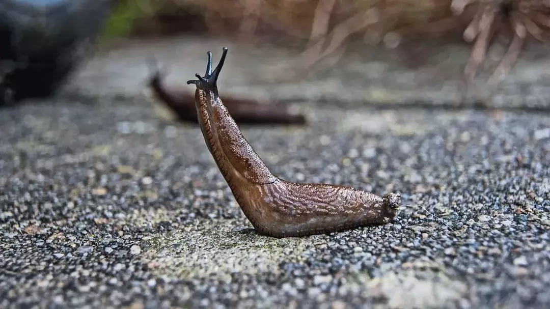 Slug: 21 ფაქტი, რომელიც არ დაიჯერებთ!
