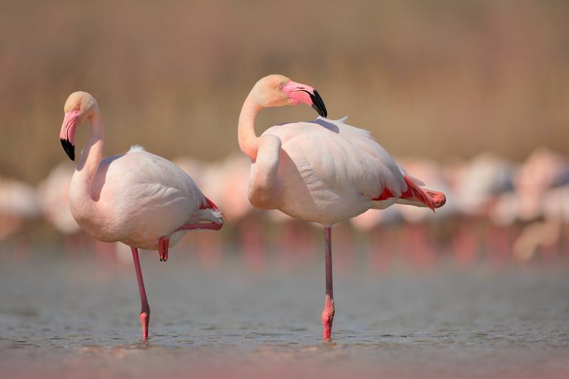Ar flamingai skraido čia? Tiesa apie skraidančius flamingus