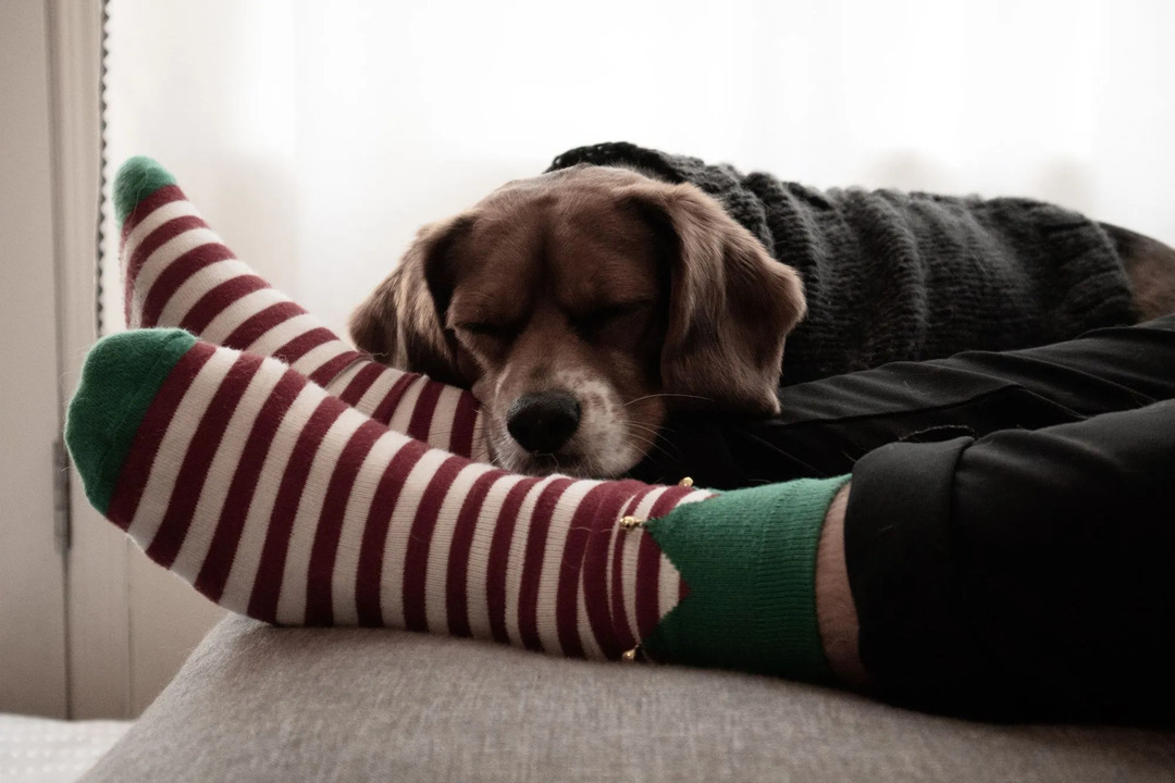 Warum Hunde gerne Socken stehlen, tragen und kauen, erklärt