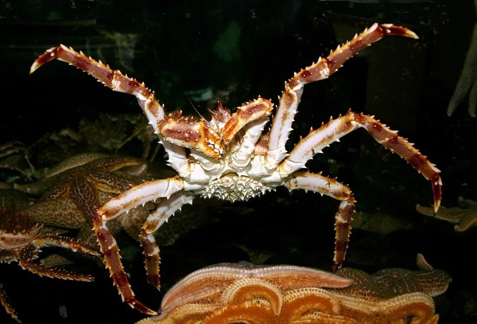 Le crabe royal: 15 faits que vous ne croirez pas !