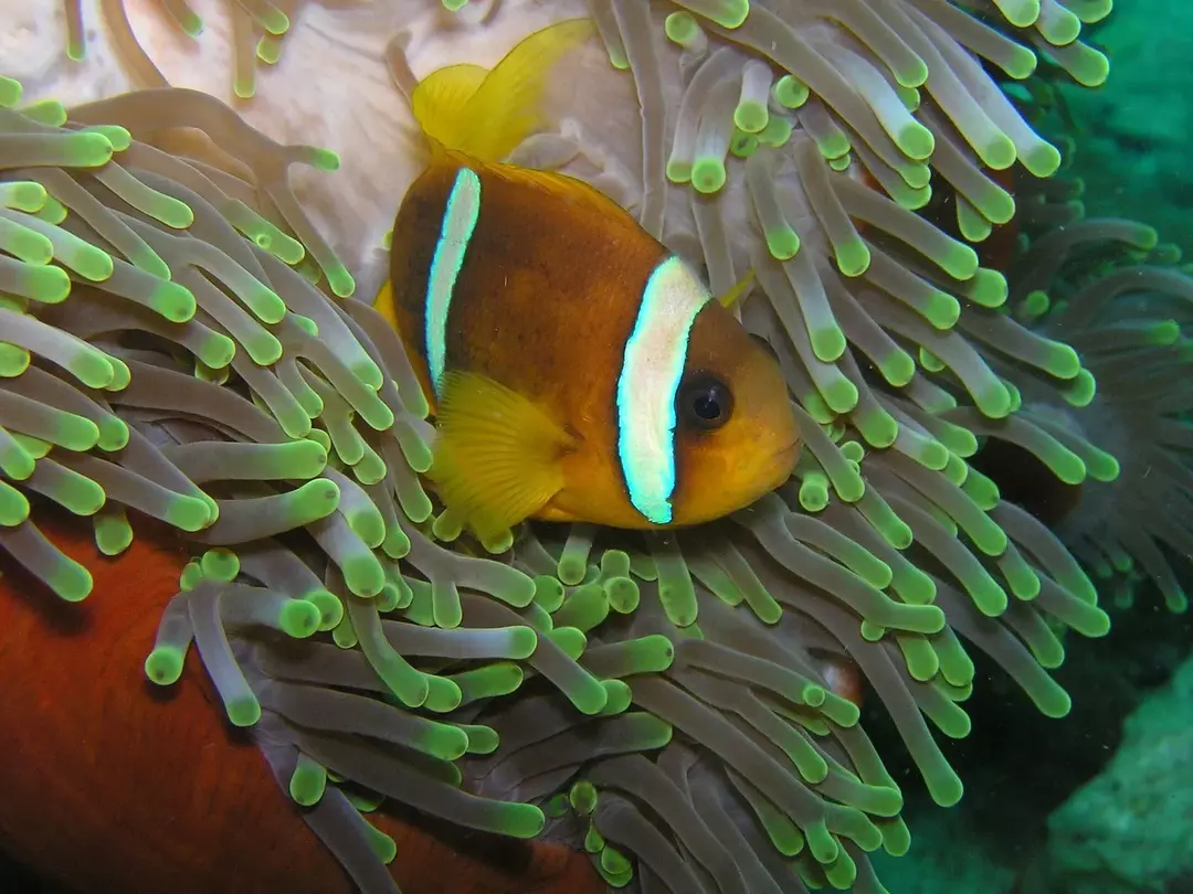 Strava klaunů v akváriu obsahuje artemie, fytoplankton a ryby.