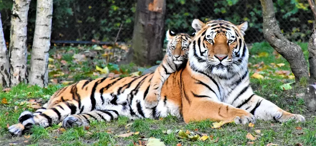 एक मादा बाघ को अपनी संतानों को खिलाते समय सामान्य से बहुत अधिक खाना पड़ता है।