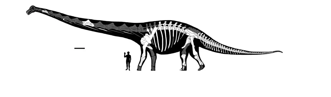 Czy wiedziałeś? 21 niesamowitych faktów dotyczących Dreadnoughtus