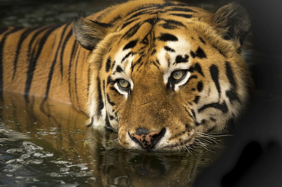 Ror-noen fakta om den bengalske tigeren som barna vil elske