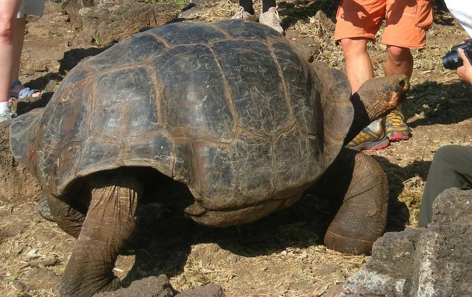 Факты о галапагосских черепахах, которые вы никогда не забудете