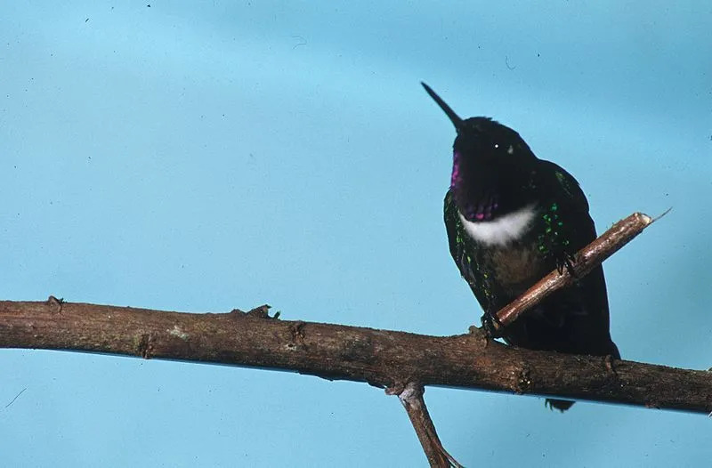 Curiosidades divertidas sobre o colibri com garganta ametista para crianças