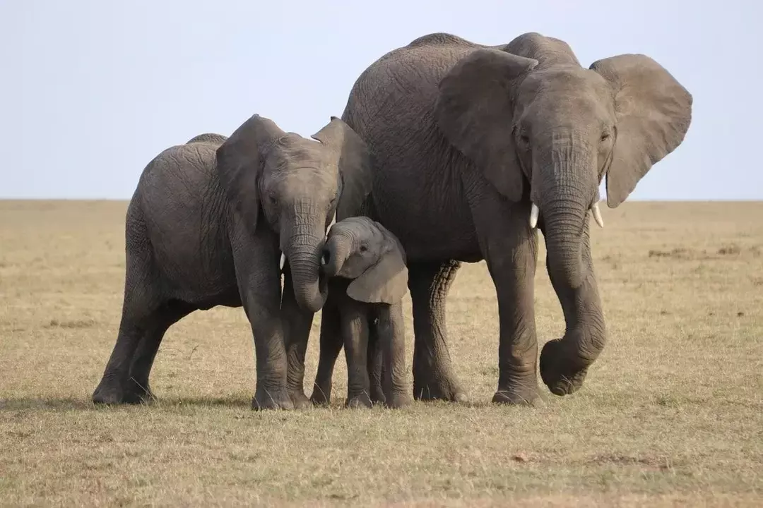 Elefanter forklart: Hvor mye veier en elefant?