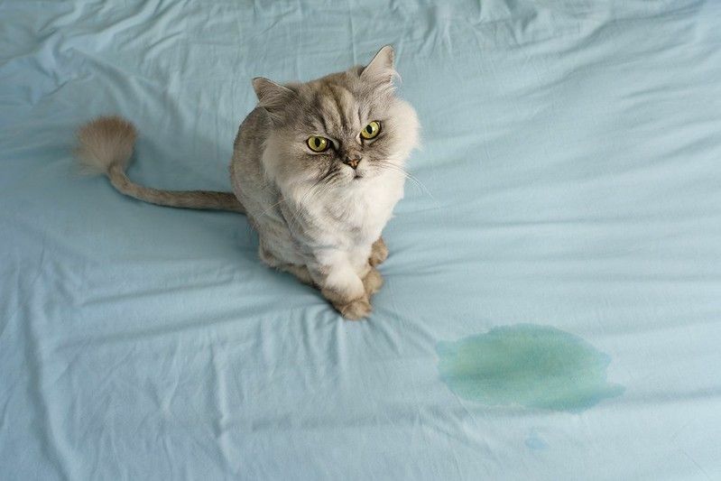 Varför kissar katter på sängen Hur stoppar jag dem