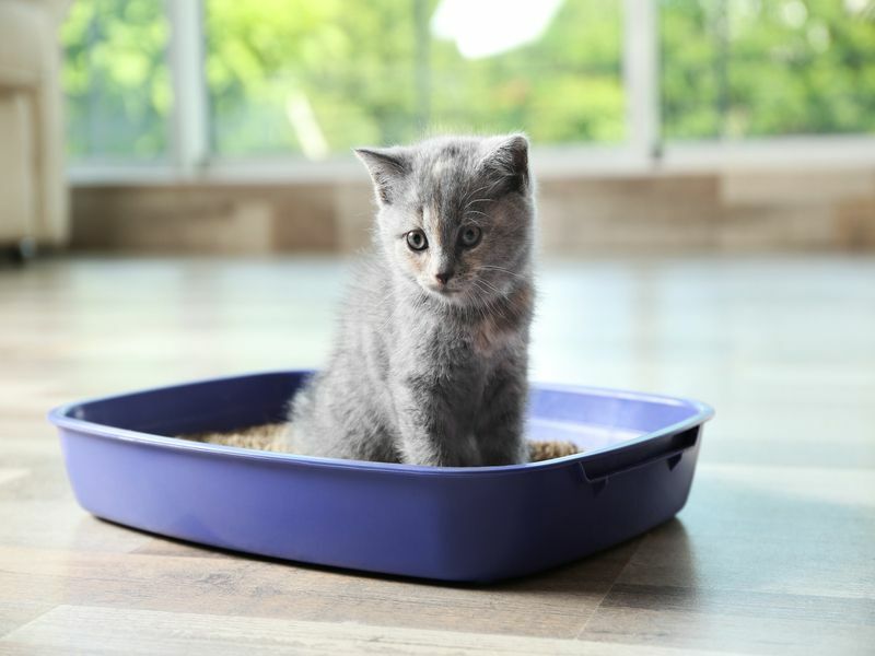 Zanimljive činjenice o mačkama kućnim ljubimcima koje treba znati koliko često mačke kake