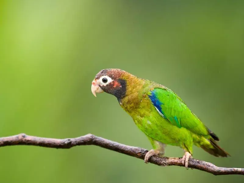 16 faktů o supích papoušcích pro děti