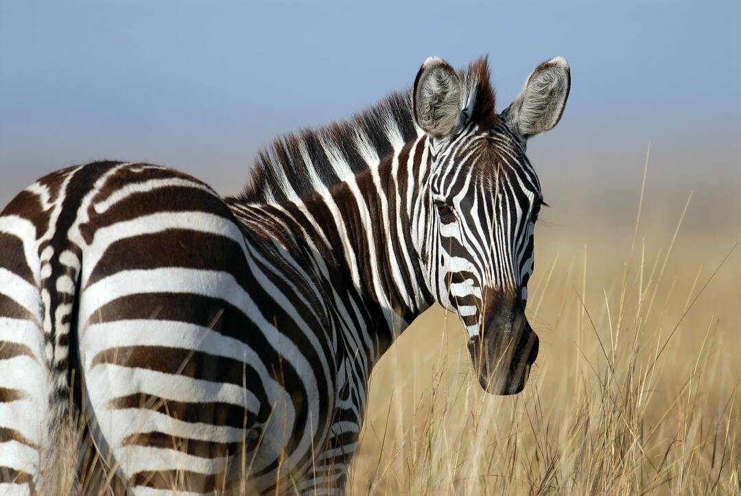 Le zebre con le loro strisce sono bellissime.