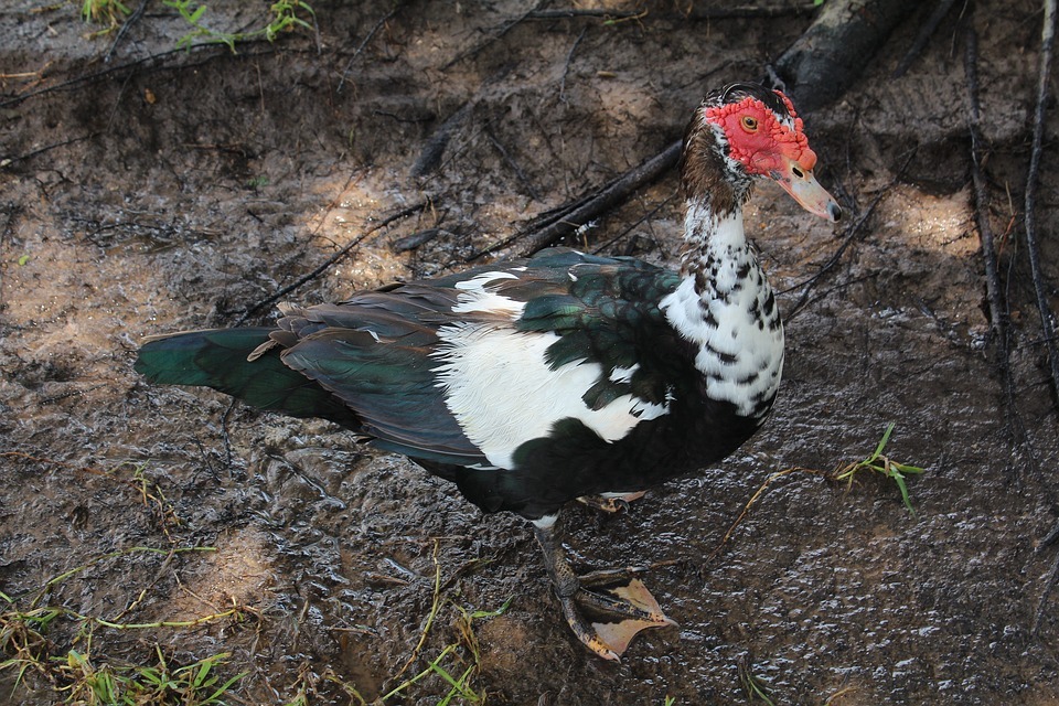 Мускусната патица е червенокоса патица, която наистина може да лети.