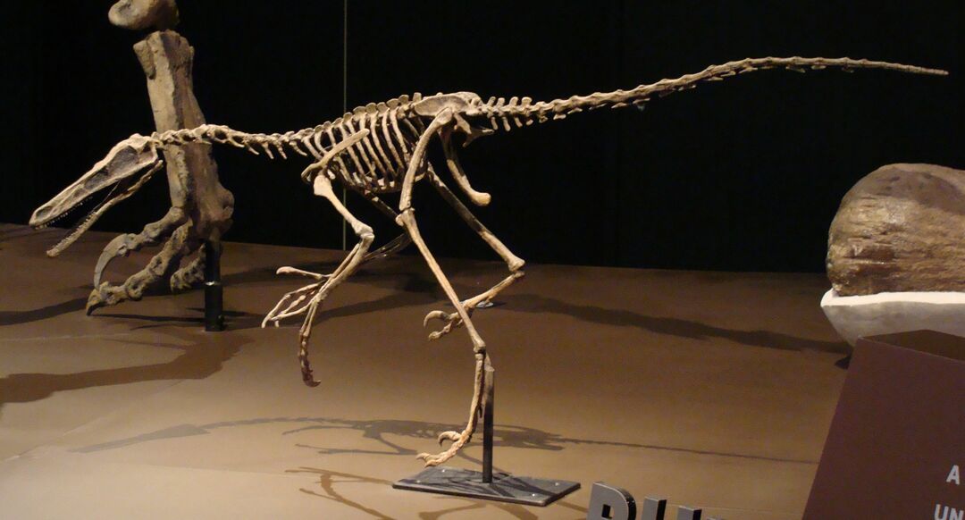 התיאור של Buitreaptor יכלול את השיניים הקטנות והמשוננות הרבות שלו.