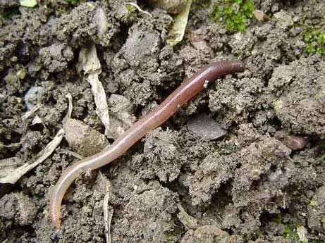 Oregon Giant Earthworm: 17 fakta du ikke vil tro!