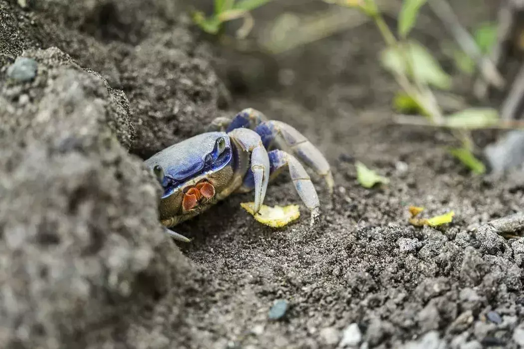 Faits amusants sur le crabe royal bleu pour les enfants
