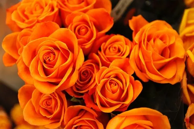 Det finns över 35 000 olika arter av rosor runt om i världen.