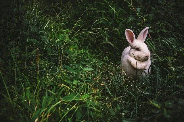 Kanin ordspill vil få deg til å hoppe akkurat som kaniner.