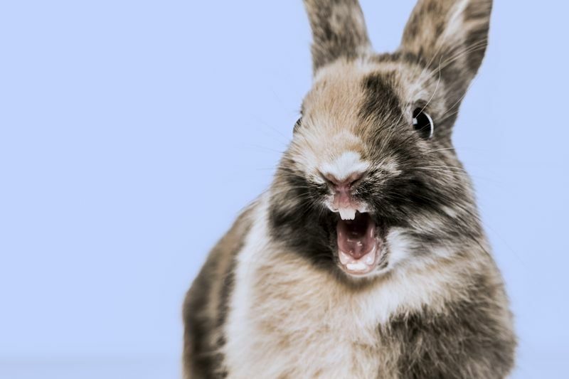 Närbild av en rolig kanin mot en blå bakgrund.