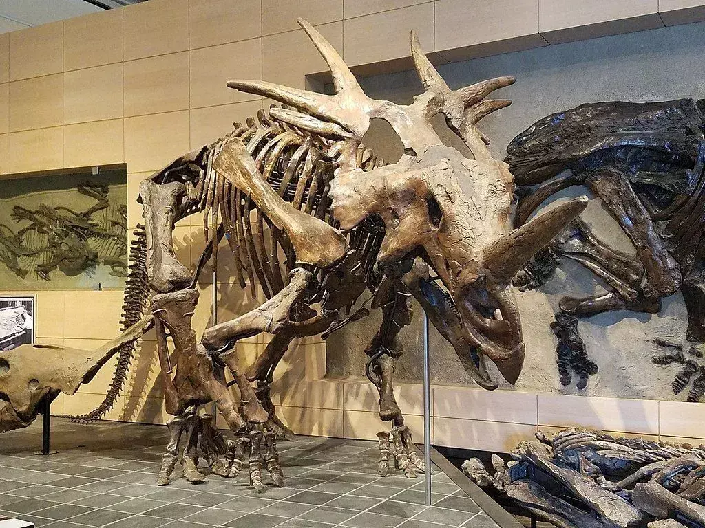 21 Styracosaurus-faktaa, joita et koskaan unohda