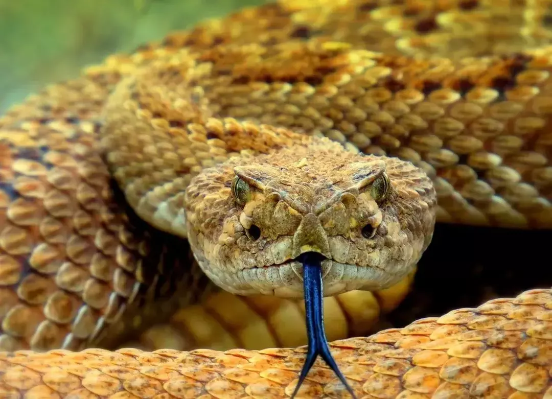 Er slanger virvelløse dyr? Overraskende fakta du kanskje ikke vet