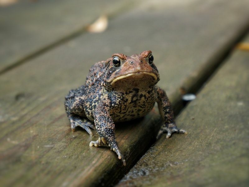 Забавне чињенице о колумбијским пегавим жабама за децу