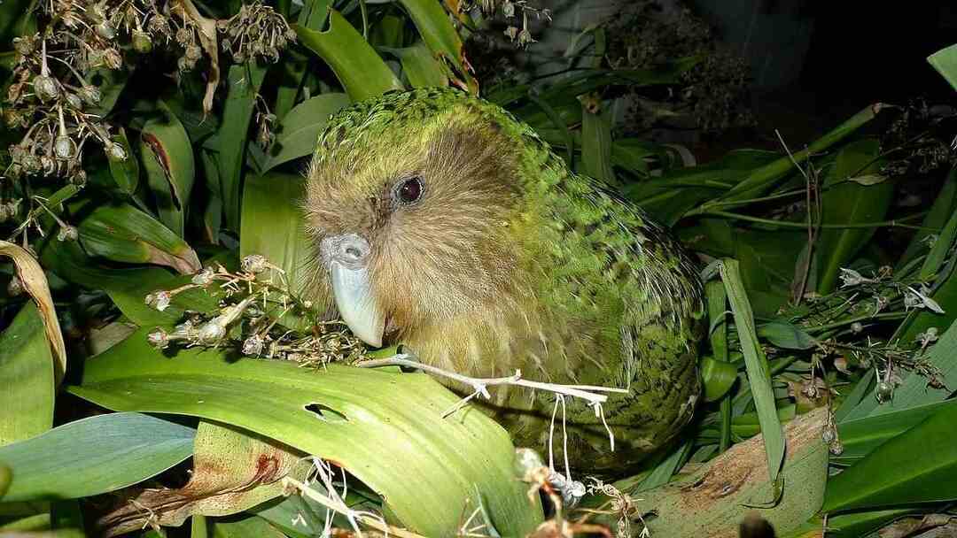 Διασκεδαστικά γεγονότα Kakapo για παιδιά