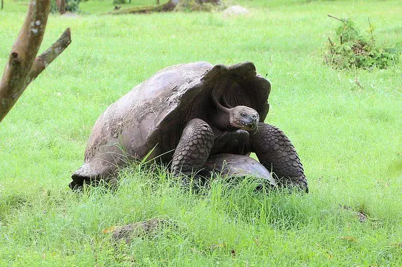 Galapaška želva: 15 dejstev, ki jim ne boste verjeli!