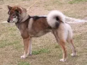 Pawfect fakta o psovi Shikoku, který budou děti milovat