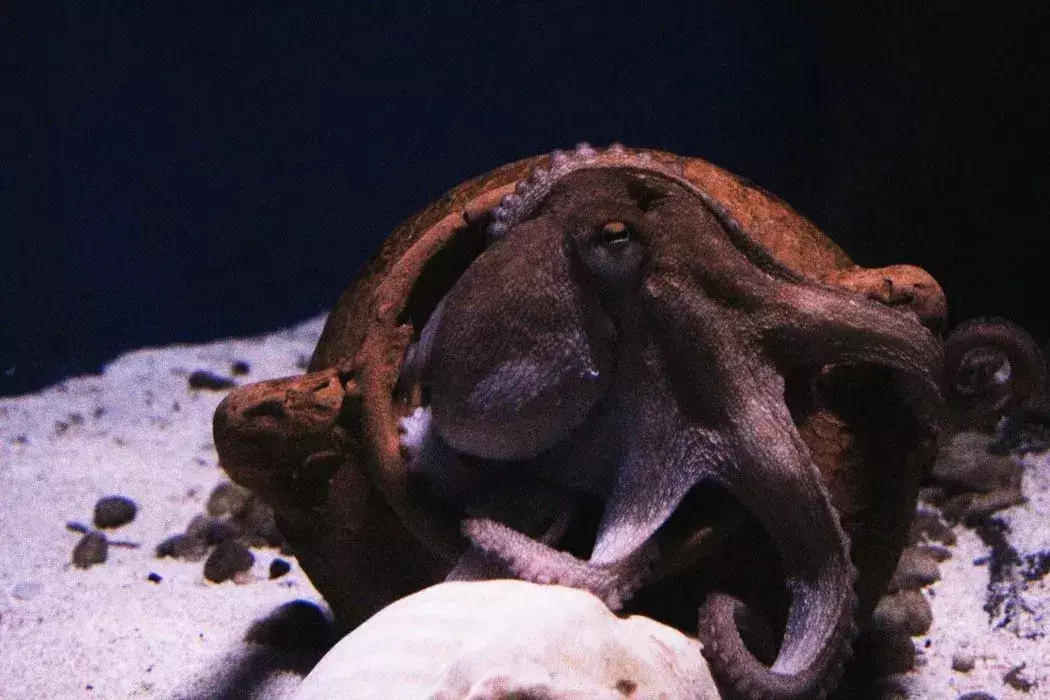 Zabavne činjenice o hobotnici za djecu