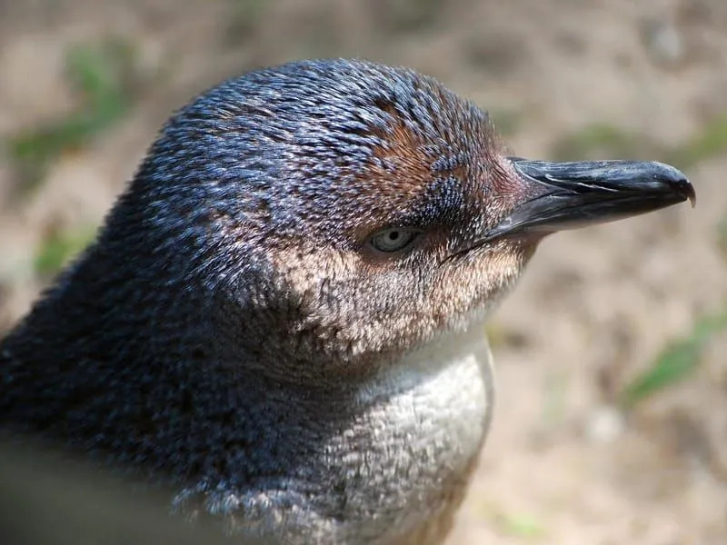 ข้อเท็จจริงเกี่ยวกับนกเพนกวินสีน้ำเงินตัวน้อยแสนสนุกสำหรับเด็ก