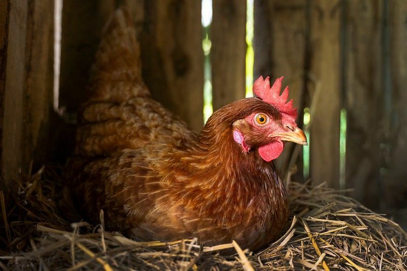 Prečo kurčatá znášajú vajcia vajcia Vysvetlené fakty o zvieratách