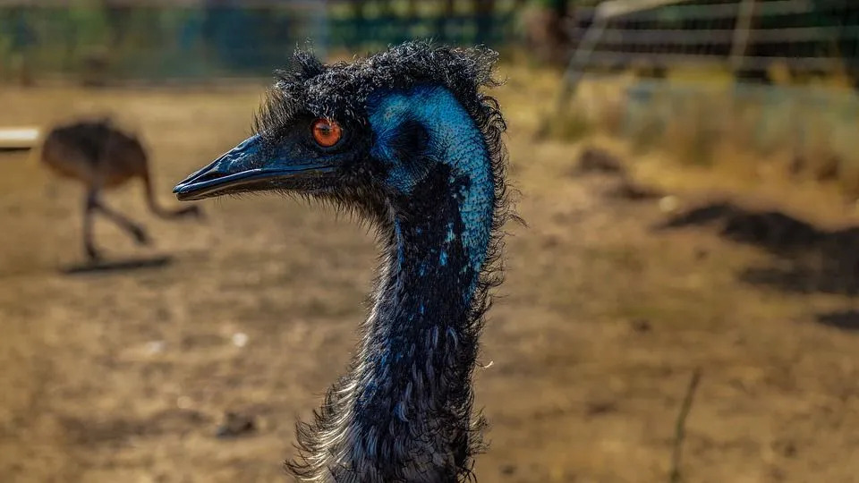 Det er ingen baktær på emu-føtter.