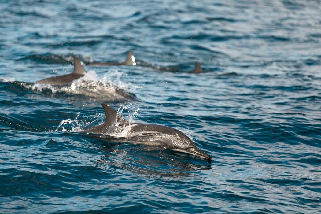 Fakta Fin-tastic Tentang Spinner Dolphin Untuk Anak-Anak