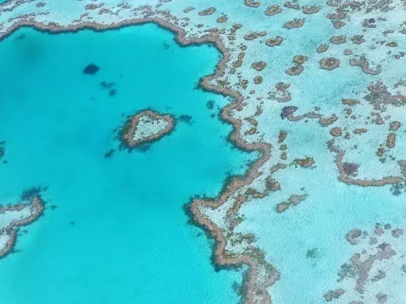Yellowtail Fusilier kan bli funnet i Great Barrier Reef