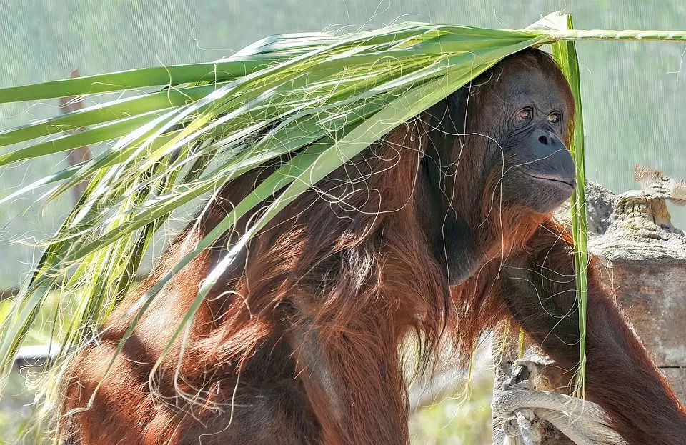 En sumatran orangutang har oransje hår.