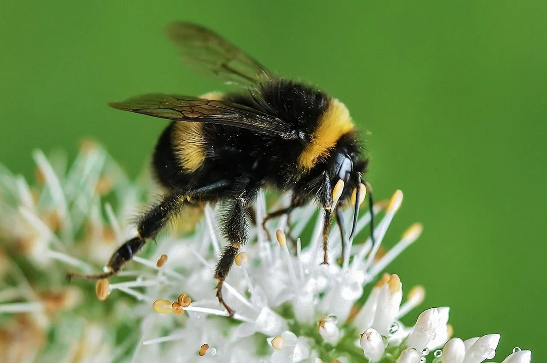 Забавни факти за пчелите за деца