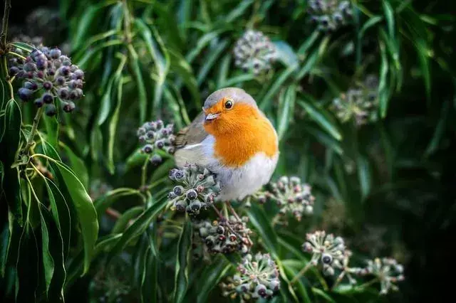 Amaze-wing Facts about the European Robin For Kids