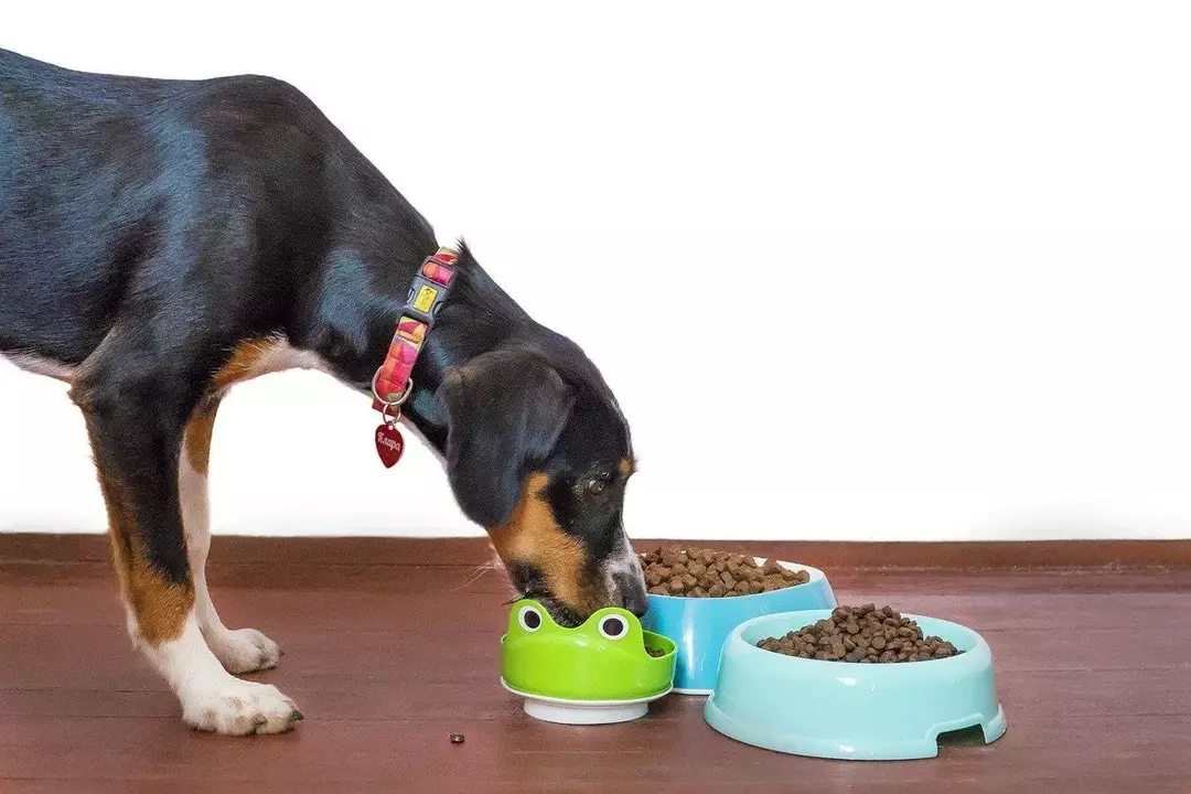 Er linfrø bra for hunder? Berik valpenes kosthold med sunn mat