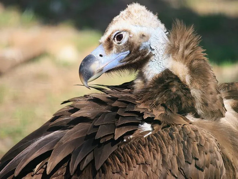 Morsomme Cinereous Vulture Fakta for barn