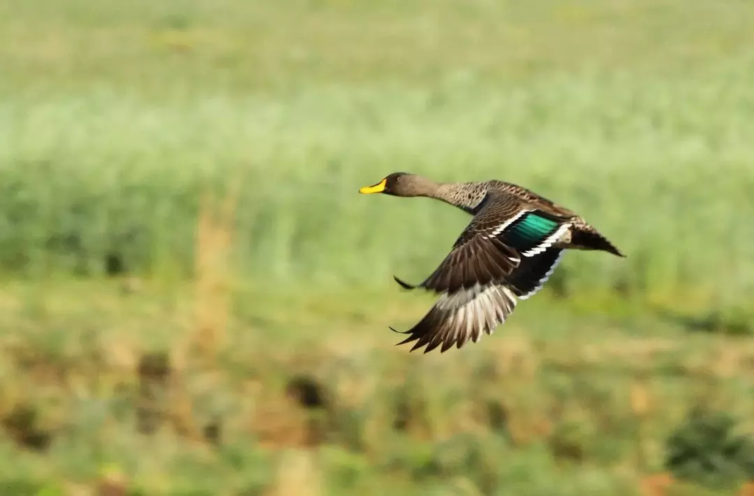 Жълтоклюна патица: 13 факта, на които няма да повярвате