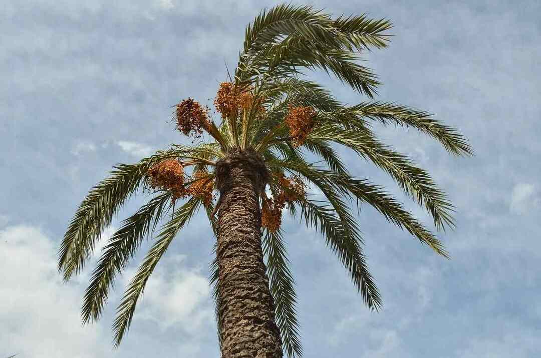 Fakty o datlovej palme od pestovania po zber ovocia