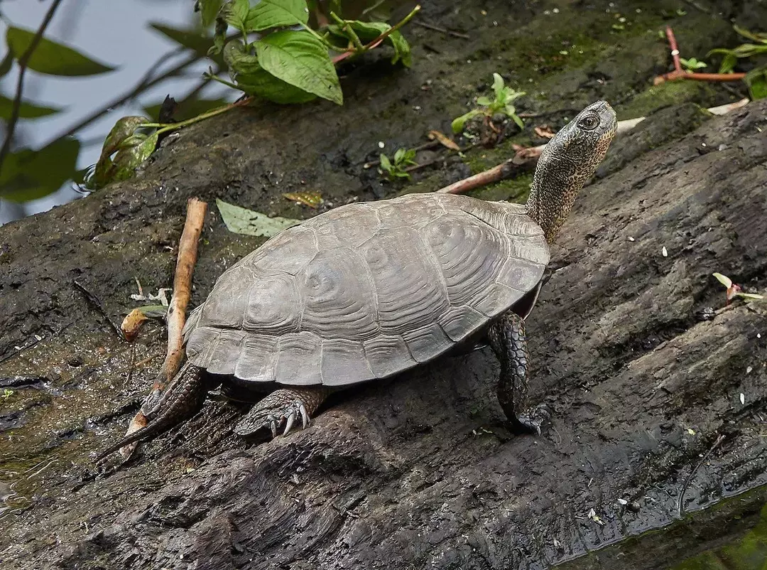 21 Τρομερά γεγονότα για τη χελώνα της λίμνης του Ειρηνικού για παιδιά