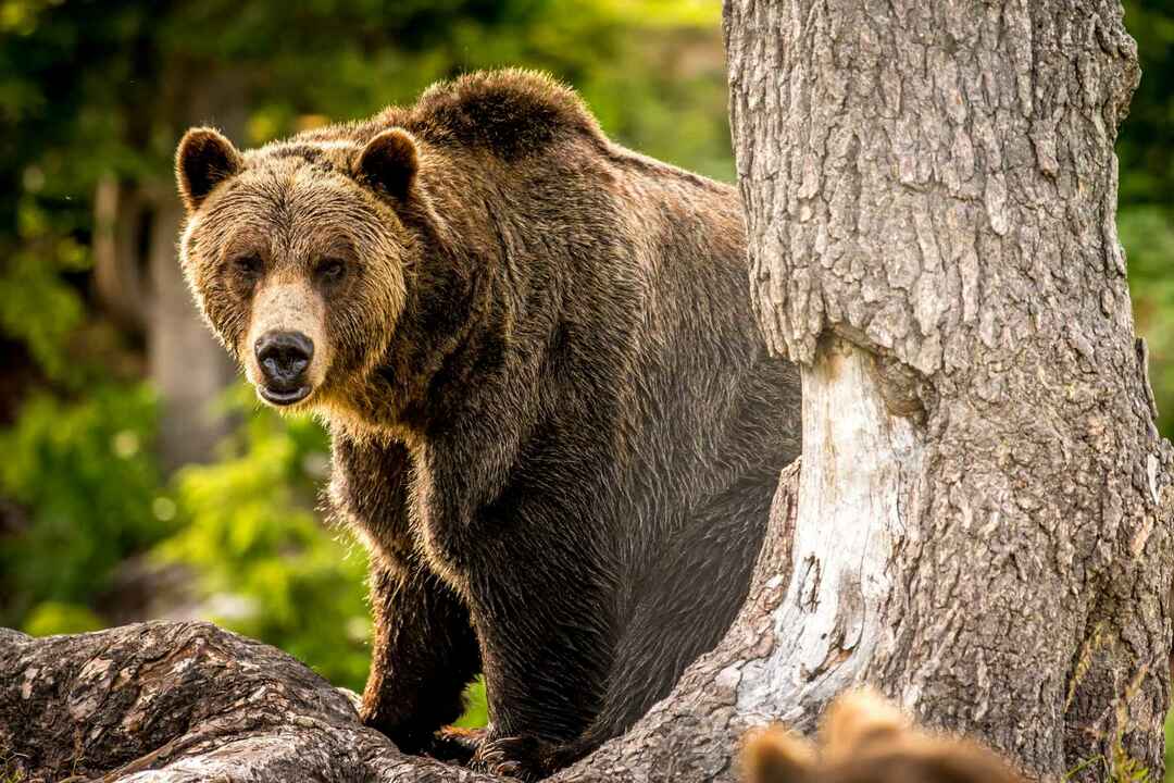 Hvad spiser bjørne Hvilken mad finder de, at en bjørn kan